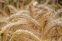 Group of whole wheat flour in a field