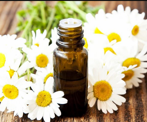 Essential Oil Chamomile Roman 10ml