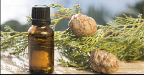 Essential Oil Cypress 10ml