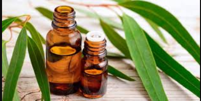 Essential Oil Eucalyptus 10ml
