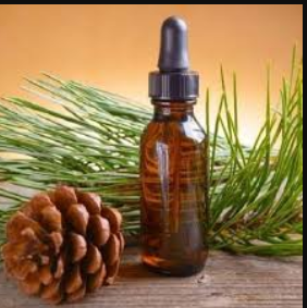 Essential Oil Pine 10ml