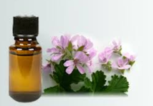 Essential Oil Rose Geranium 10ml