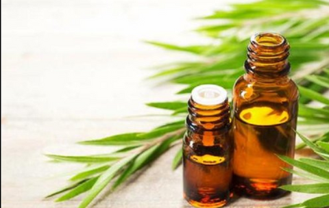 Essential Oil Tea Tree 10ml