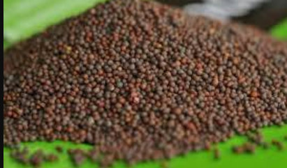 Mustard Seeds 5kg